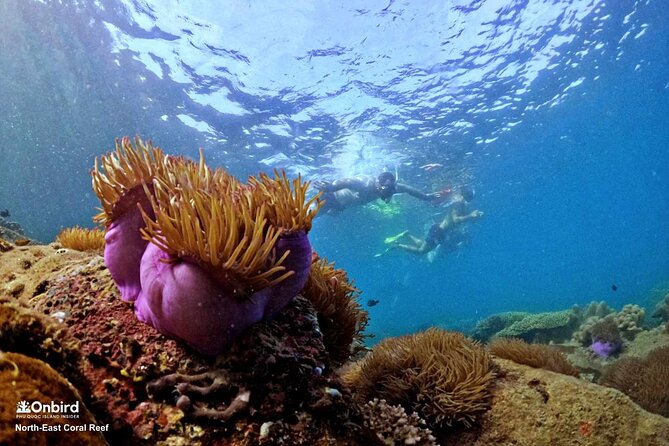 PRO-SNORKELING to Explore Hidden Coral Reefs (MAX 10 PAX) - Speedboat travel and the beach finish