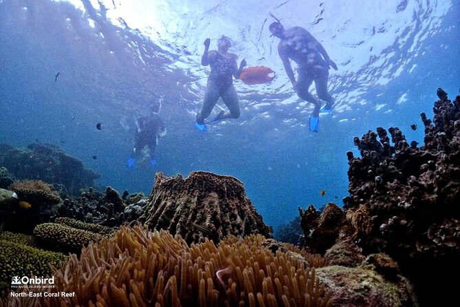 PRO-SNORKELING to Explore Hidden Coral Reefs (MAX 10 PAX) - Is $54.98 a fair price?