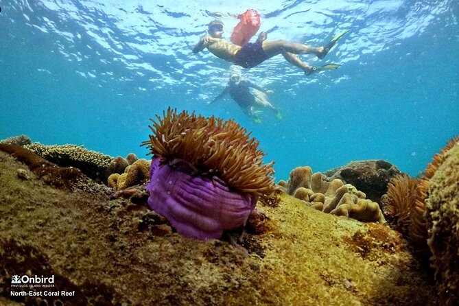 PRO-SNORKELING to Explore Hidden Coral Reefs (MAX 10 PAX) - Who should book this An Thoi outing?