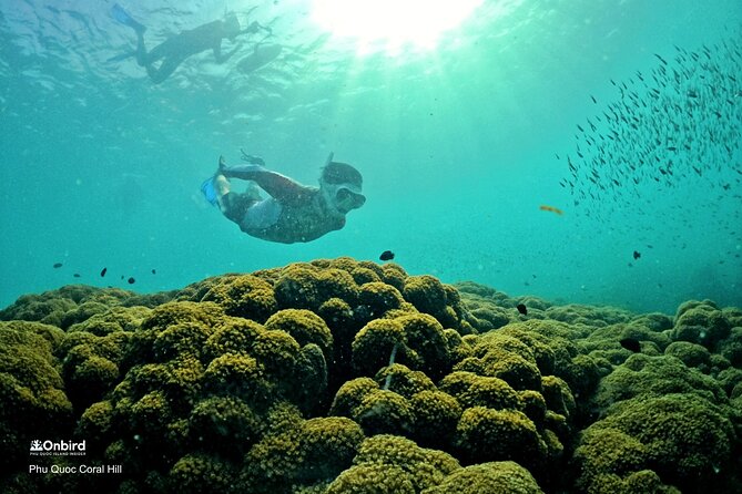 PRO-SNORKELING to Explore Hidden Coral Reefs (MAX 10 PAX) - Two selected reefs, not one fixed underwater stop