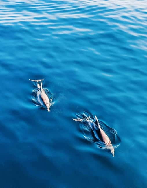 Puerto Banús: Floky Boat Cruise with Snorkeling & Paddle SUP - Who Will Enjoy This Cruise Most