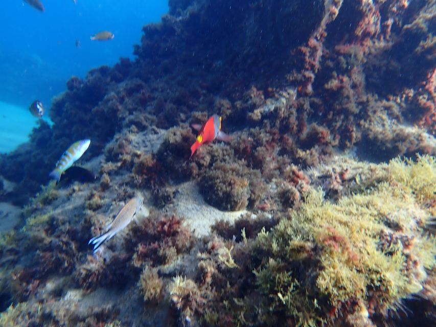 Puerto del Carmen: Snorkeling Trip with Dive Instructor - One hour following fish in the Atlantic