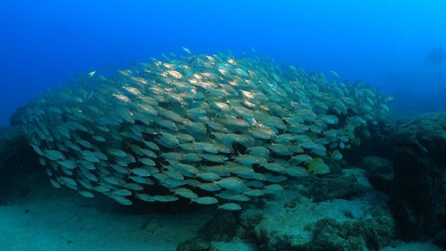 Puerto del Carmen: Snorkeling Trip with Dive Instructor - The short break with sea views