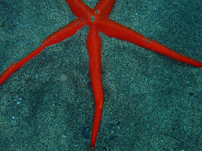 Puerto del Carmen: Snorkeling Trip with Dive Instructor - Who should book this Playa Chica snorkeling trip?