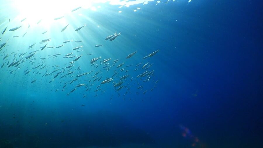 Puerto del Carmen: Snorkeling Trip with Dive Instructor - Playa Chica and the shore entry