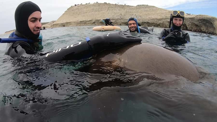 Puerto Madryn: Snorkeling Trip with Sea Lions - About 40 minutes snorkeling with sea lions