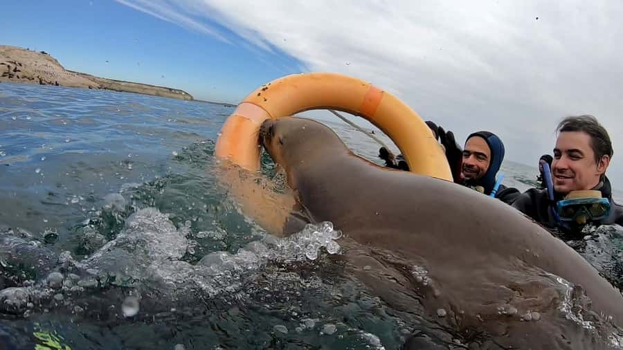Puerto Madryn: Snorkeling Trip with Sea Lions - Returning for hot drinks