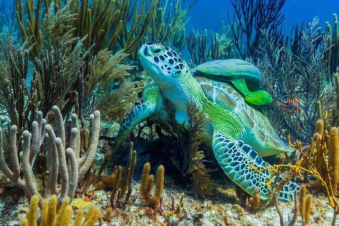 Puerto Morelos Catamaran Reef Sail and Snorkel - Who will enjoy this outing most?