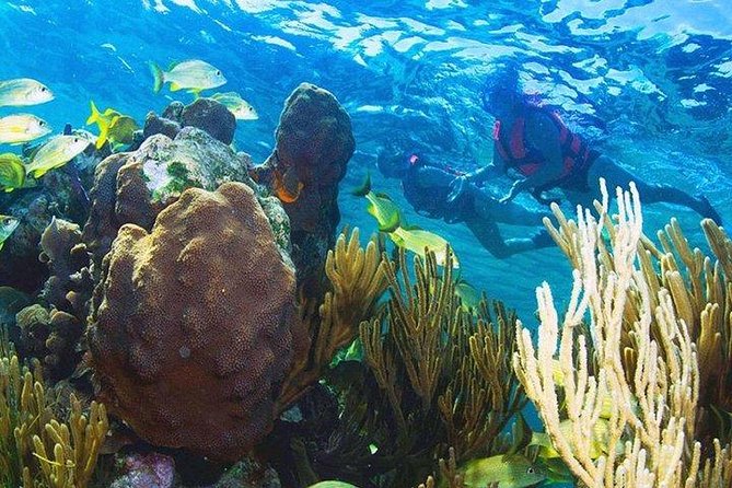 Puerto Morelos Reef Snorkeling Tour with Lunch & Hotel Pickup - Who will enjoy this outing most
