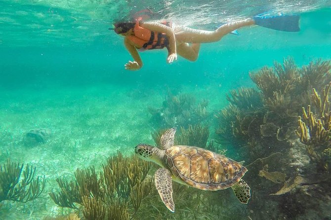 Puerto Morelos Reef Snorkeling Tour with Lunch & Hotel Pickup - Should you book the Puerto Morelos reef tour?