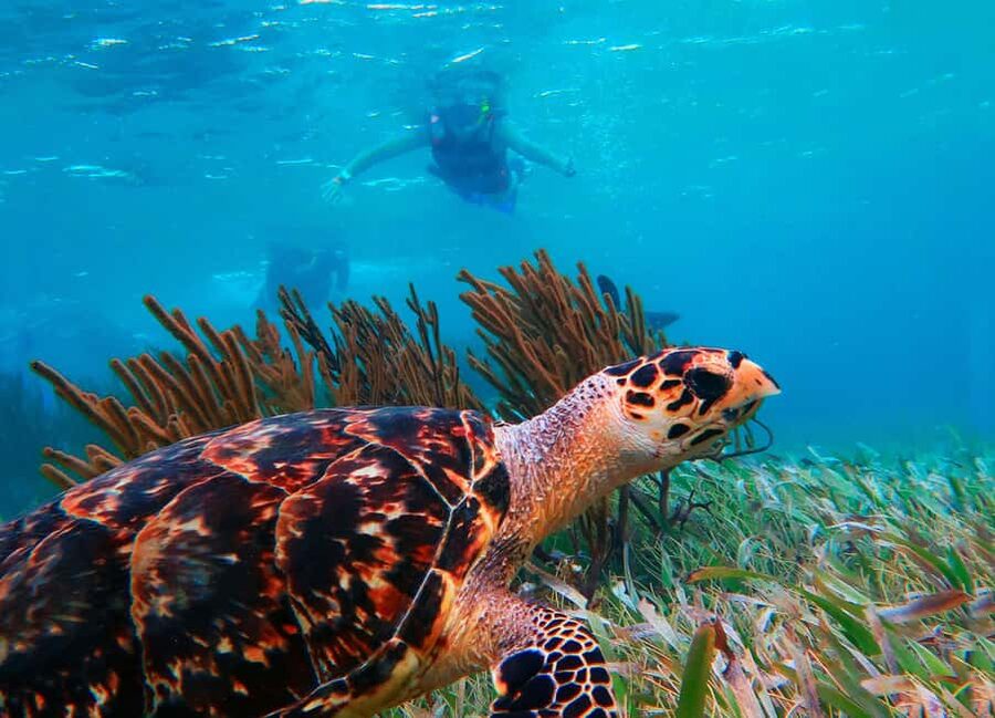 Puerto Morelos: Snorkel, Town Walk, Tequila & Beach Lunch - Is $39 a good value?