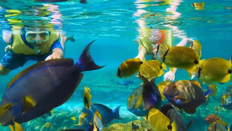 Puerto Morelos: Snorkeling at The National Reef Park - Quick points about the Puerto Morelos reef trip