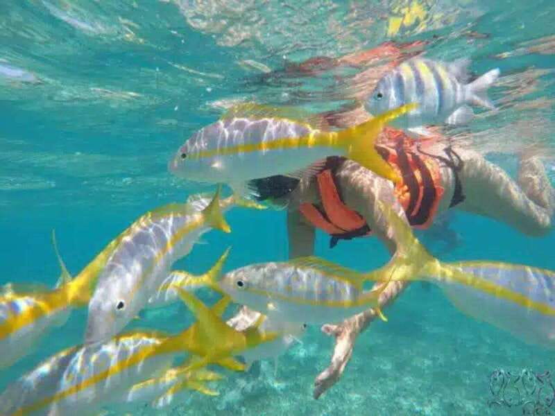 Puerto Morelos: Snorkeling at The National Reef Park - What you might see below the surface