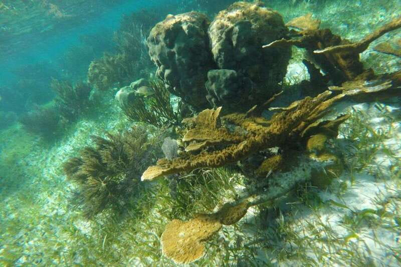Puerto Morelos: Snorkeling Guided Activity - Key points before you book