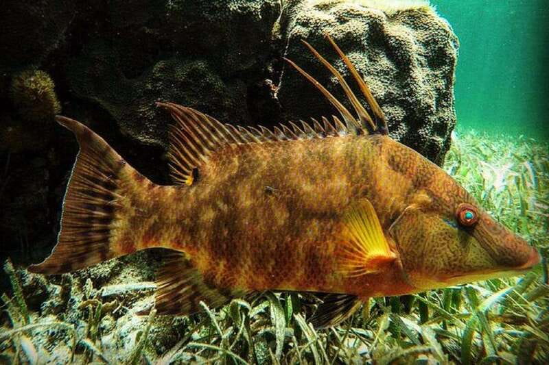 Puerto Morelos: Snorkeling Guided Activity - Why Puerto Morelos works well for a reef trip