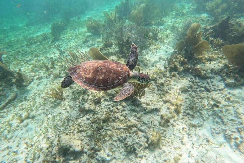 Puerto Morelos: Snorkeling Guided Activity - Second stop: more variety, not just more time