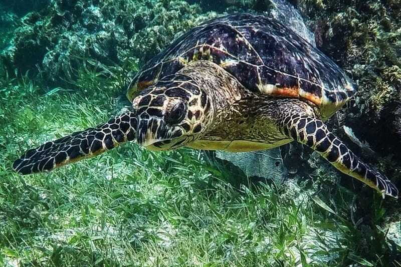 Puerto Morelos: Snorkeling Guided Activity - Who should book this Puerto Morelos outing?