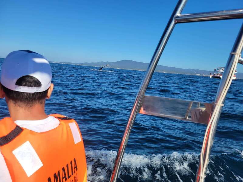 Puerto Vallarta: 3-Hour Whale Watching and Snorkeling - Key Points to Know Before You Go