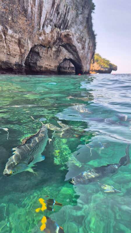 Puerto Vallarta: 3-Hour Whale Watching and Snorkeling - What the Guides Add, and Where the Service Falls Short