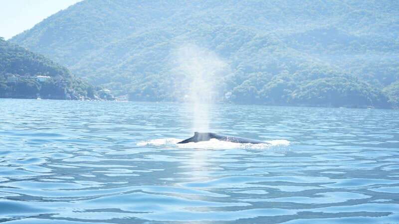 Puerto Vallarta: 3-Hour Whale Watching and Snorkeling - Watching Humpback Whales in the Bay
