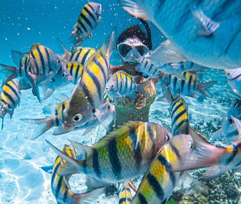 Puerto Vallarta: Los Arcos Islands Boat Tour and Snorkeling - Snorkeling among fish and coral
