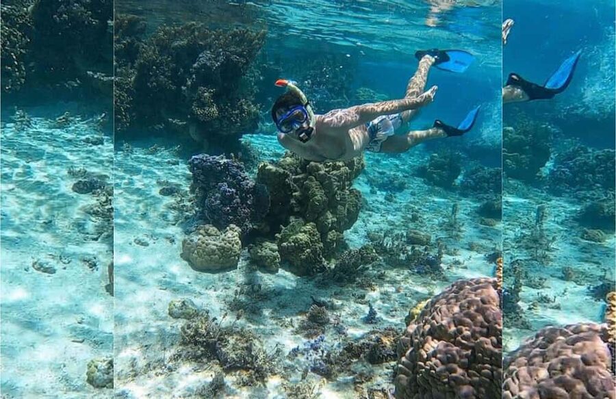 Punta Cana: Full-day Snorkelling Tour in Catalina Island - Snorkeling over coral, algae, and tropical fish