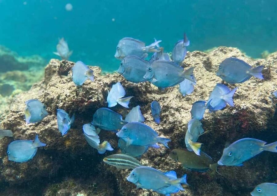 Punta Cana: Full-day Snorkelling Tour in Catalina Island - The road to La Romana and the first practical test
