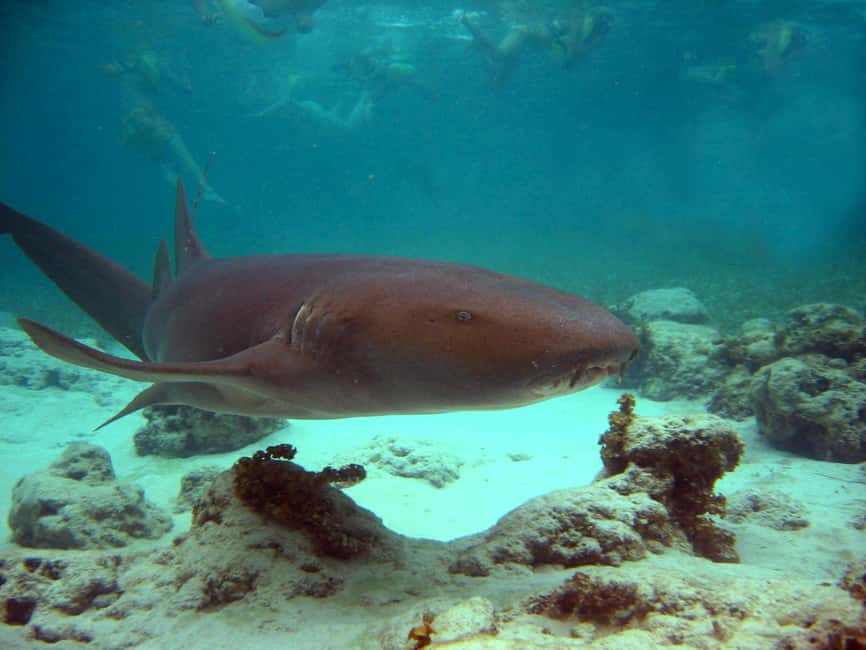 Punta Cana: Marinarium Snorkeling Cruise - What the Marinarium cruise actually offers