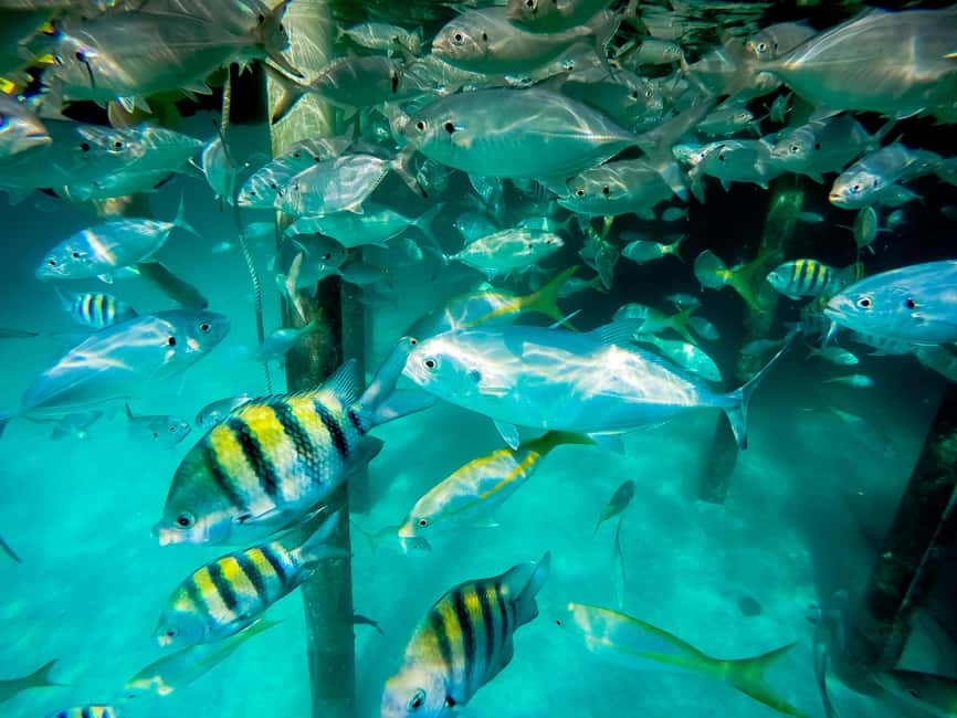 Punta Cana: Marinarium Snorkeling Cruise - Seeing the coast from the glass-bottom deck