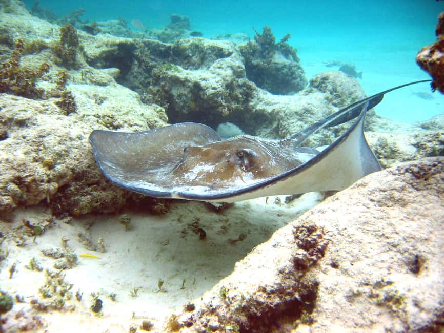 Punta Cana: Marinarium Snorkeling Cruise - Who will enjoy this most?