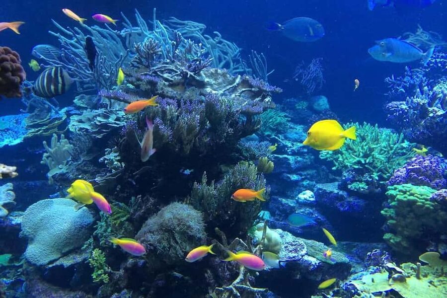 Punta Cana or La Romana: Catalina Island Tour and Snorkeling - Key things to know before booking
