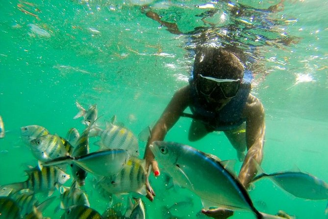 Punta Cana Party Boat Snorkeling with Music DJ and Open Bar - A brief dolphin view from the panoramic aquarium