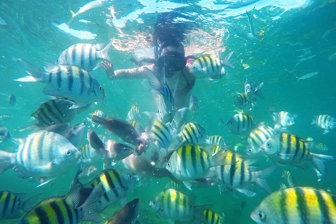 Punta Cana Private Cruise Up To 10 Snorkeling & Seafood lunch - Cabeza de Toro reef and the coral garden