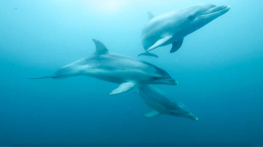 Queenscliff Harbour: 3.5hr Seal & Dolphin Snorkelling Tour - Key points to know before booking