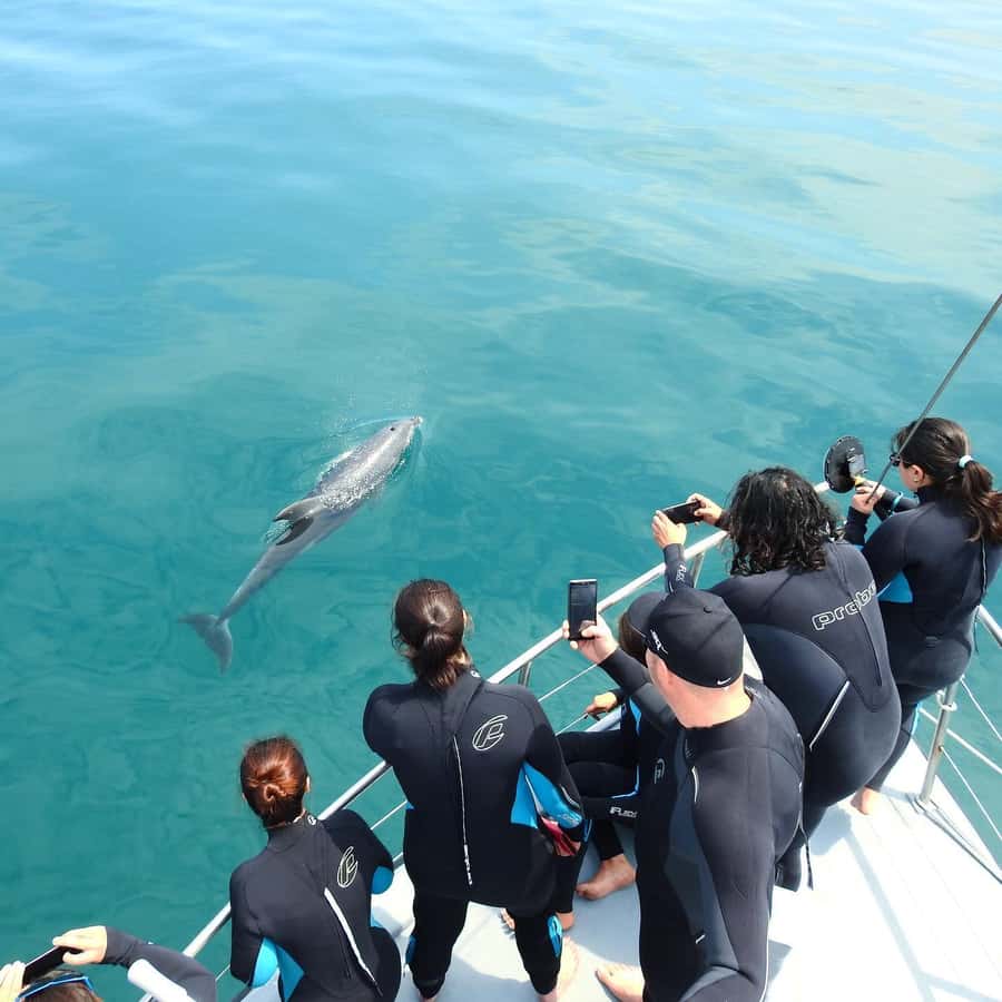 Queenscliff Harbour: 3.5hr Seal & Dolphin Snorkelling Tour - Meeting the fur seals at Chinaman’s Hat