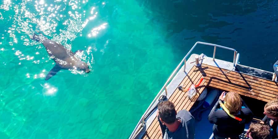 Queenscliff Harbour: 3.5hr Seal & Dolphin Snorkelling Tour - Searching for dolphins in Port Phillip Bay