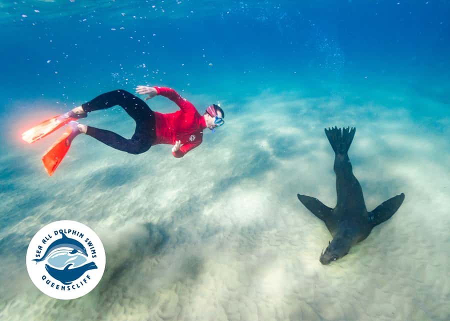Queenscliff Harbour: 3.5hr Seal & Dolphin Snorkelling Tour - Getting to Queenscliff Harbour and using your afternoon