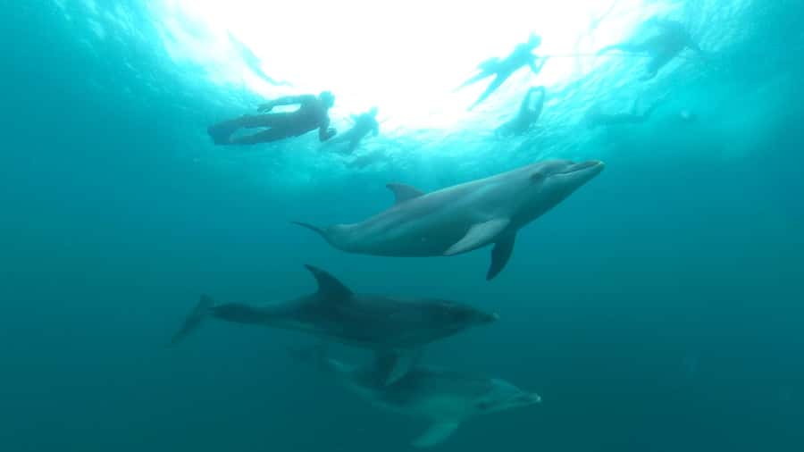 Queenscliff Harbour: 3.5hr Seal & Dolphin Snorkelling Tour - Is $148 good value?