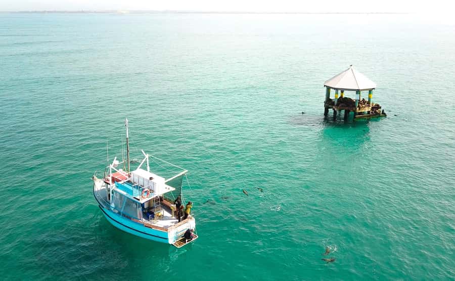 Queenscliff Harbour: 3.5hr Seal & Dolphin Snorkelling Tour - Starting at Popes Eye with a calm snorkel