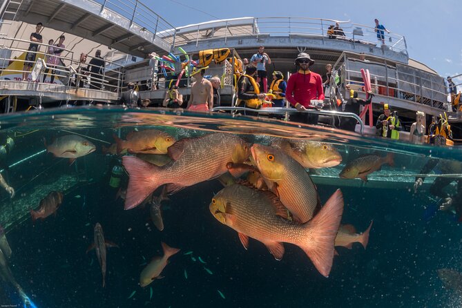 Quicksilver Great Barrier Reef Snorkel Cruise from Port Douglas - What you are really paying for at $233.10