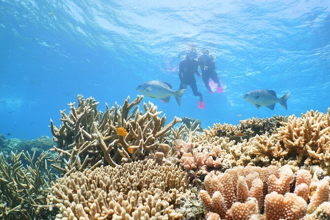 Quicksilver Great Barrier Reef Snorkel Cruise from Port Douglas - Buffet lunch and the rhythm of the day