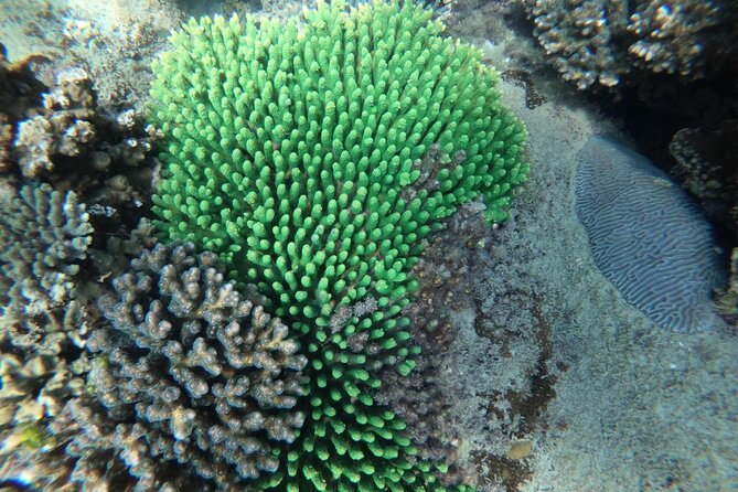 REAL snorkel &island hopping by SPEEDBOAT-EXPLORE CUISINES(MAX12) - May Rut or Gam Ghi for beach time