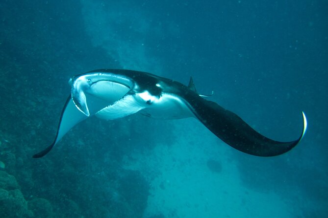 Reef Discovery Luxury Private Snorkeling Lagoon Tour - Why the private format matters