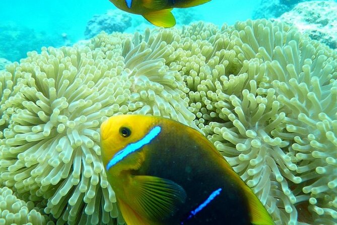 Reef Discovery Luxury Private Snorkeling Lagoon Tour - The snorkeling itself: warm, shallow water and close attention
