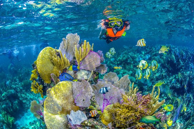 Reef Snorkel In National Park In Puerto Morelos With Lunch And Transportation - Why Puerto Morelos works for a snorkeling day