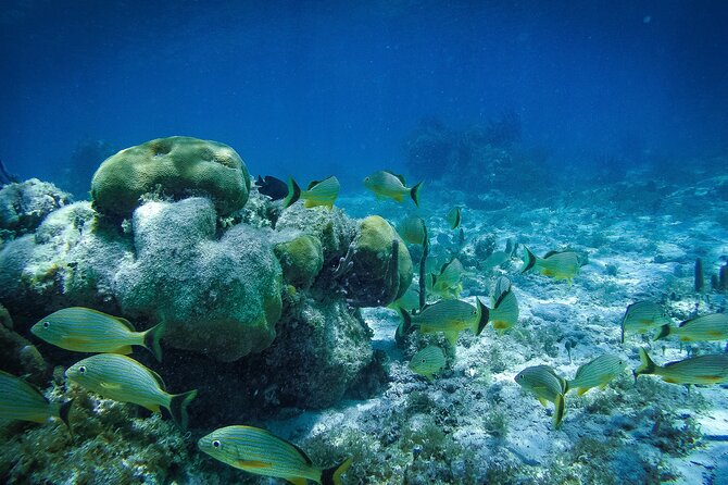 Reef Snorkel In National Park In Puerto Morelos With Lunch And Transportation - Phones, cameras, and the photo purchase