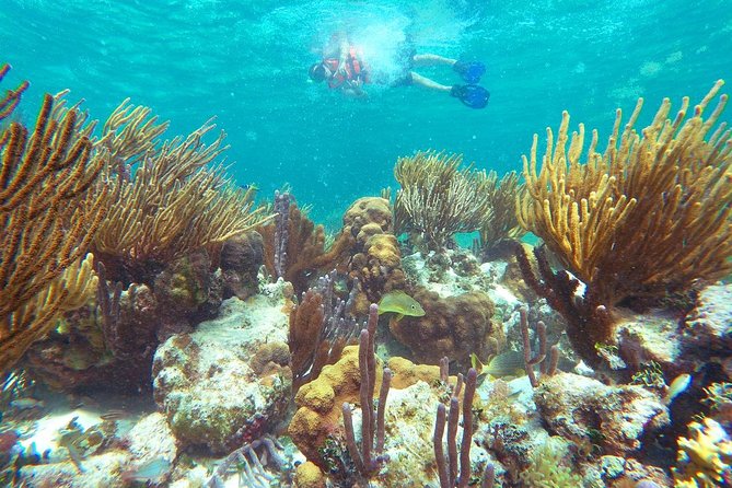 Reef Snorkeling in National Park from Cancun with Beachside Lunch - Guides, group size, and the overall pace