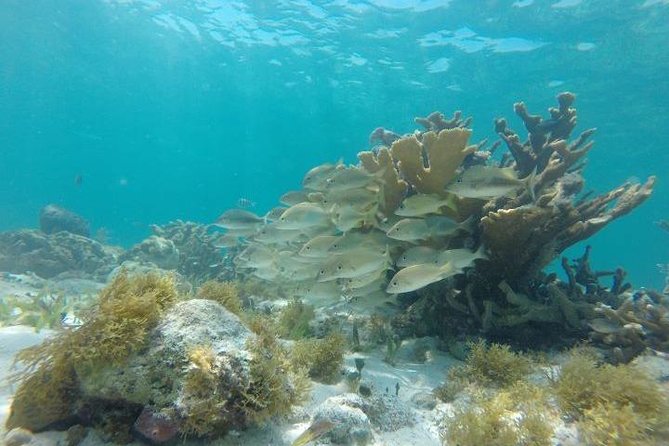 Reef Snorkeling & Jungle Speedboat Adventure with Mayan Ceremony - Safety, comfort, and who should skip it