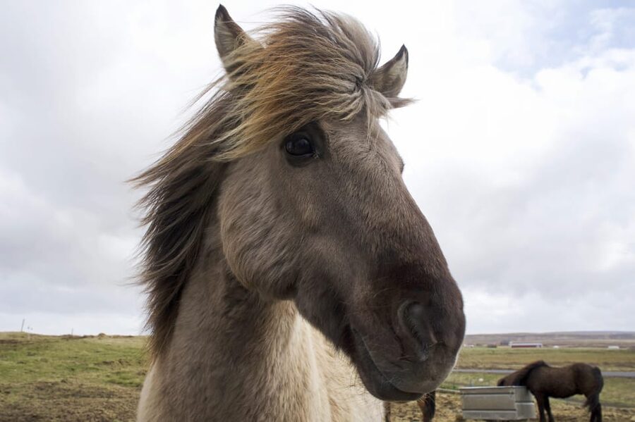 Reykjavik Combo: Horse Riding & Snorkeling in Silfra Fissure - Key points before you book
