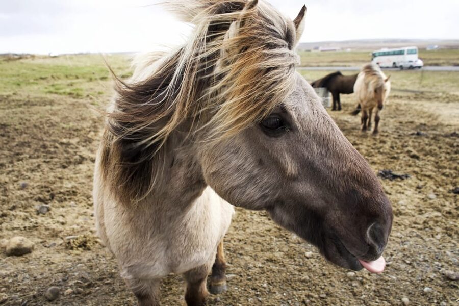 Reykjavik Combo: Horse Riding & Snorkeling in Silfra Fissure - Is $322 good value?